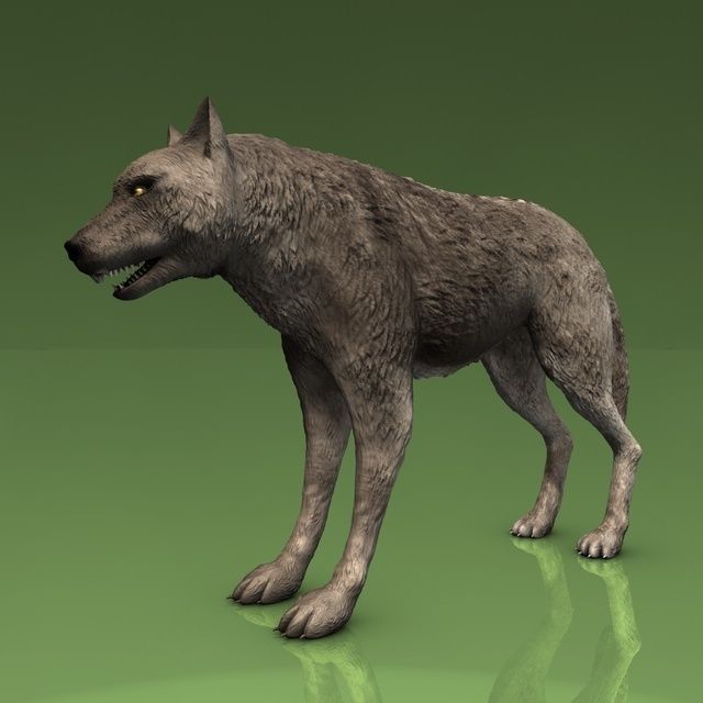 Detailed grey wolf Low-poly 3D model_1