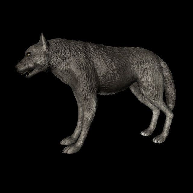 Detailed grey wolf Low-poly 3D model_6