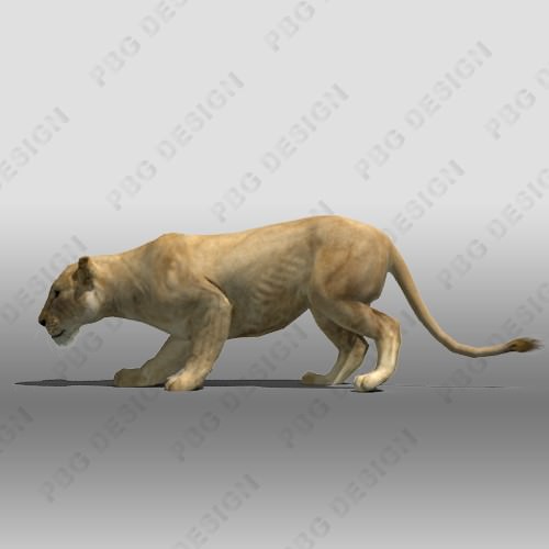 Lioness Animated Low-poly 3D model_3