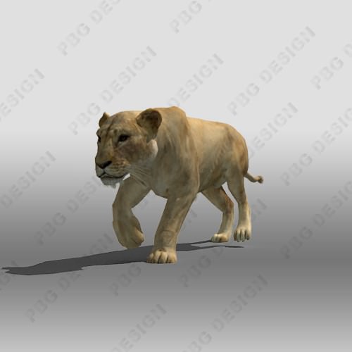 Lioness Animated Low-poly 3D model_5