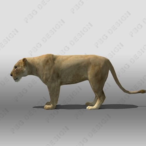 Lioness Animated Low-poly 3D model_1