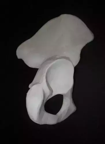 Human Hip Bone-Right one piece 3D print model