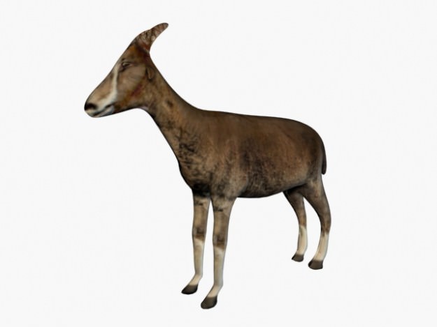 Low poly goat 3D model_3