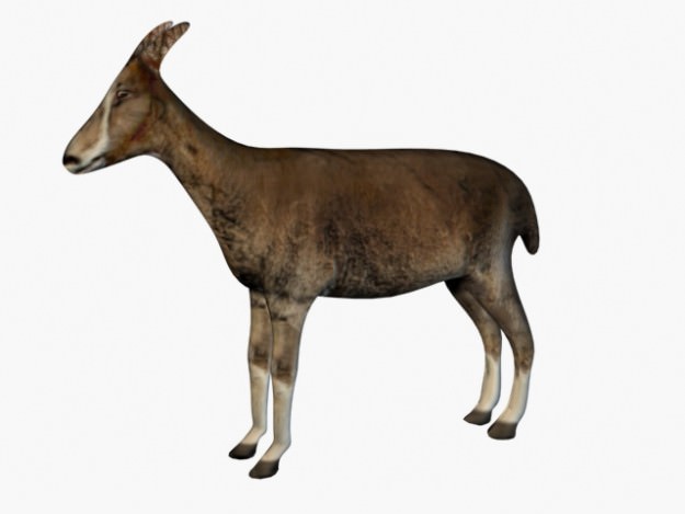 Low poly goat 3D model_1