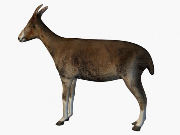 Low poly goat 3D model_2