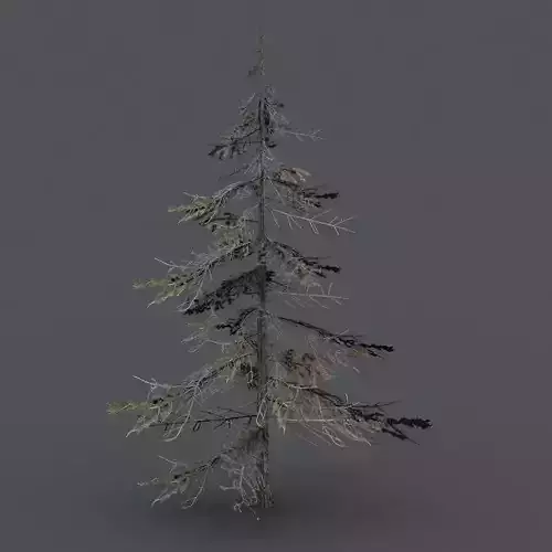 Low poly Spruce Tree