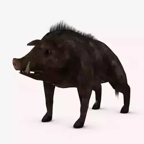 Low poly boar wild