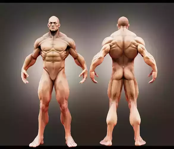 Male Anatomy Study Free 3D model