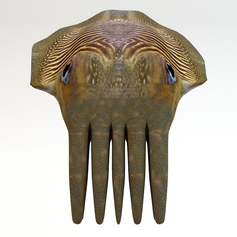 Cuttlefish 2 3D model_3