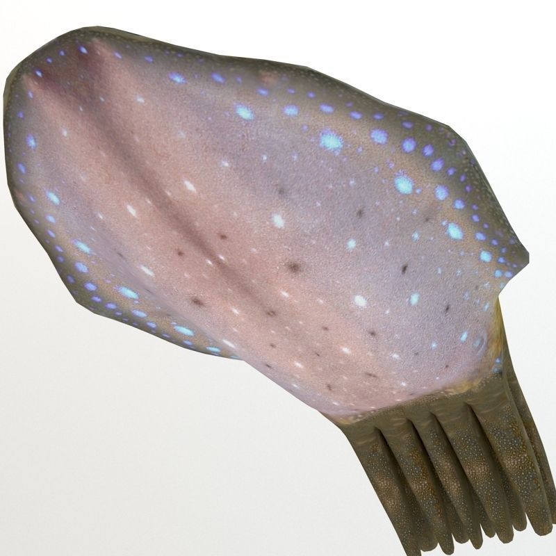 Cuttlefish 2 3D model_4