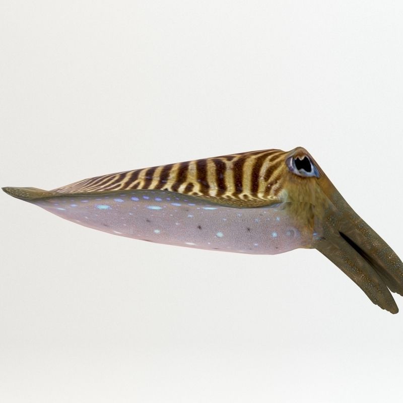 Cuttlefish 2 3D model_1