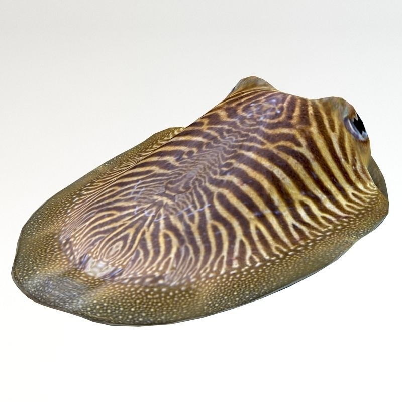 Cuttlefish 2 3D model_2