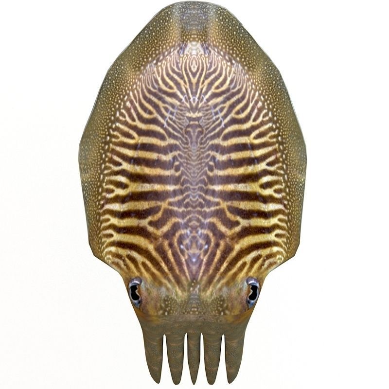 Cuttlefish 2 3D model_6