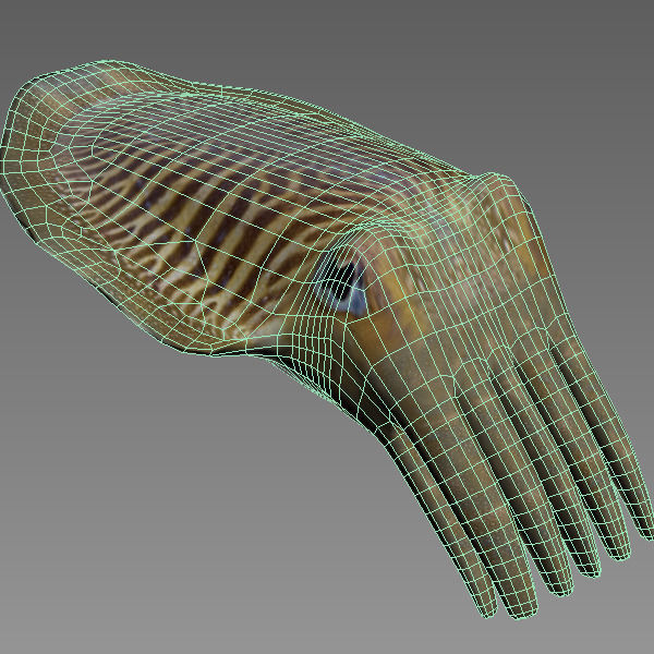 Cuttlefish 2 3D model_5
