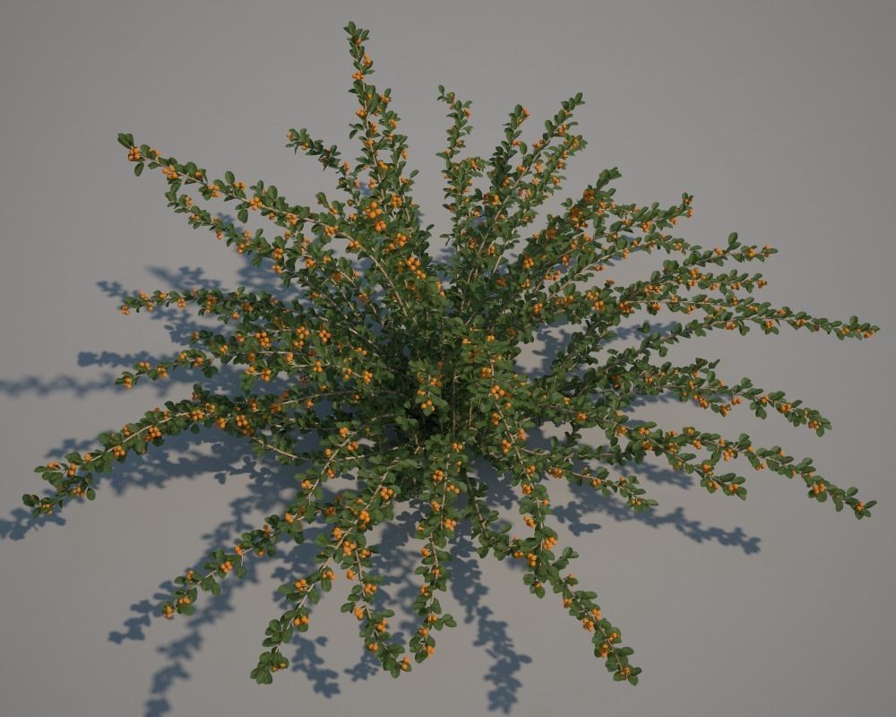 Eicholz plant with orange flowers 3D model_1