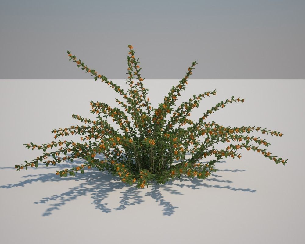 Eicholz plant with orange flowers 3D model_2