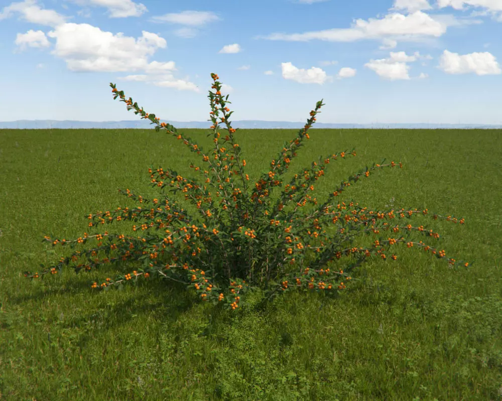 Eicholz plant with orange flowers 3D model_0