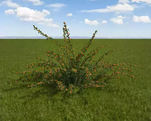 Eicholz plant with orange flowers