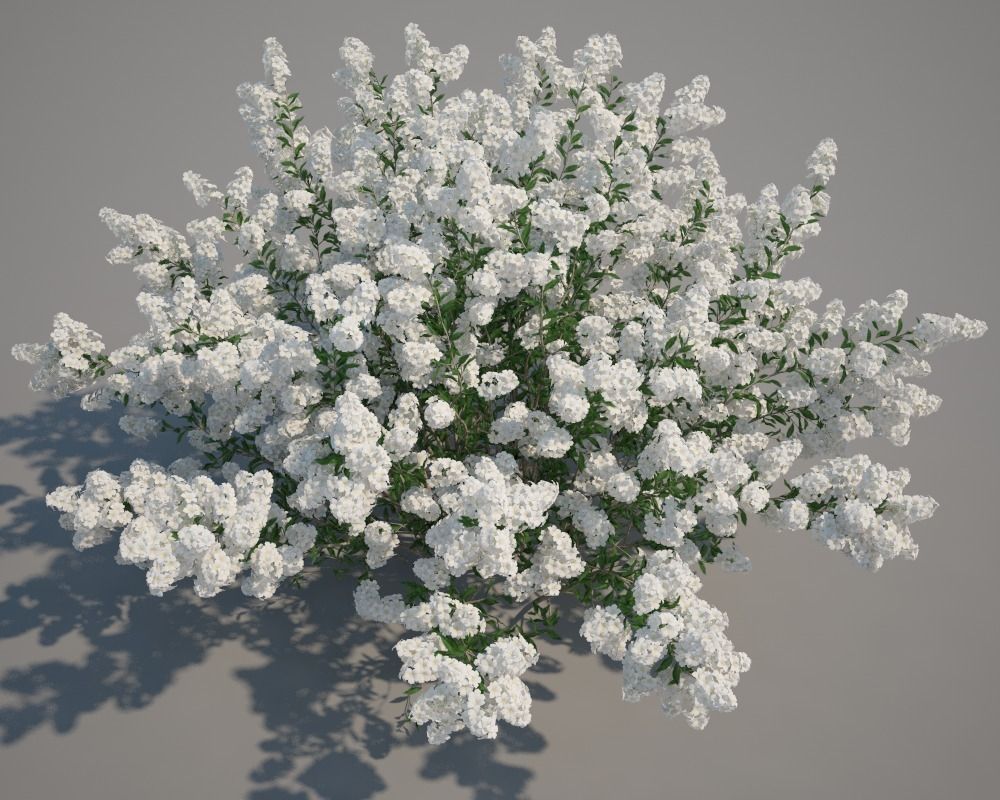 Serviceberry flowers 3D model_1