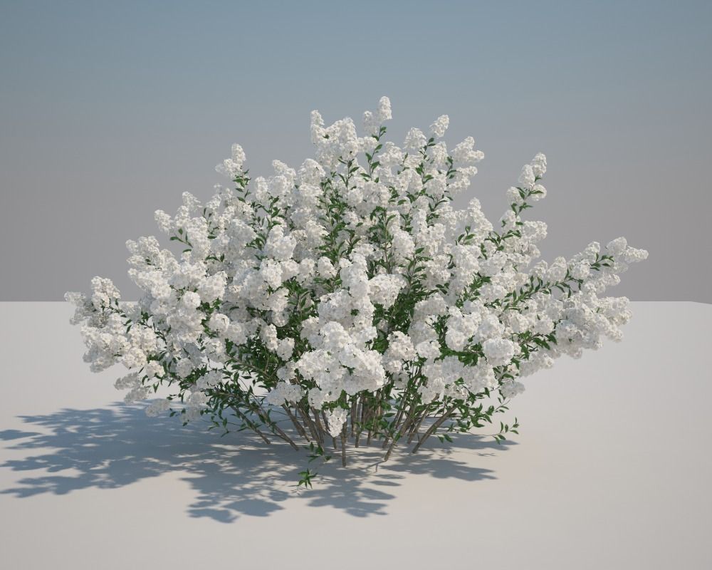 Serviceberry flowers 3D model_2