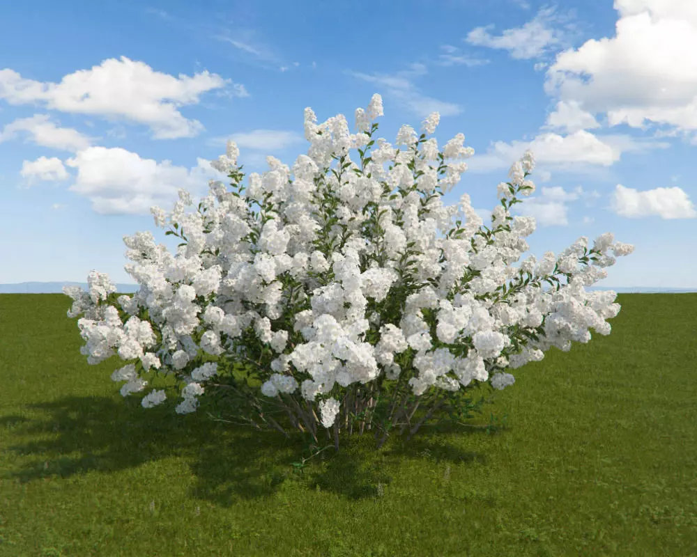 Serviceberry flowers 3D model_0