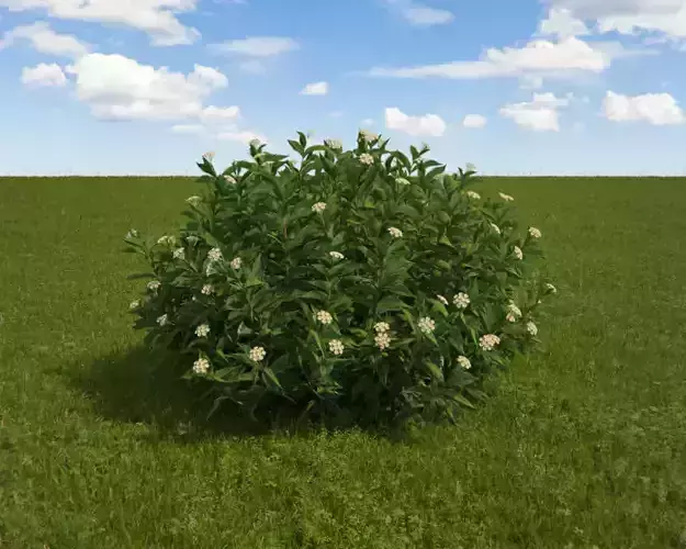 Dogwood dwarf redtwig