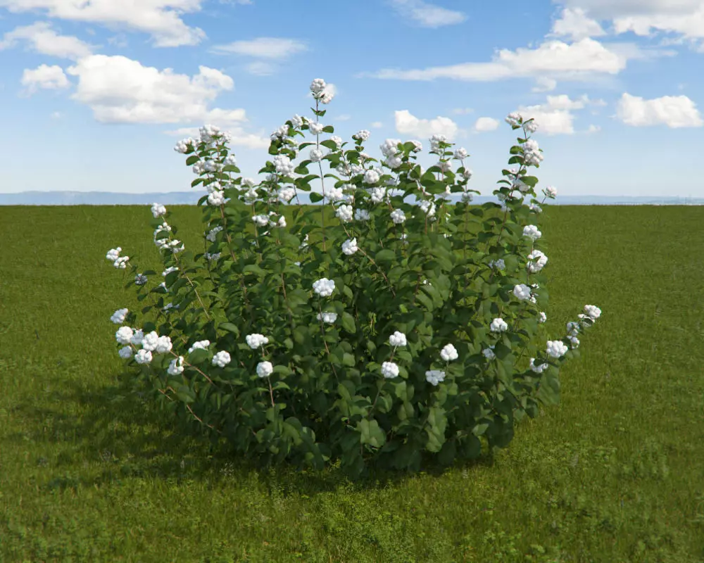 White Snowberry 3D model_0