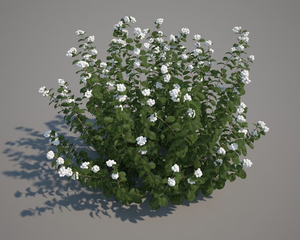 White Snowberry 3D model_1