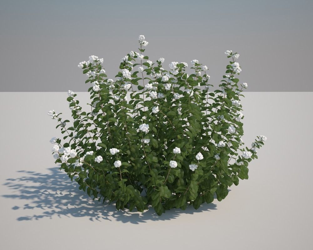 White Snowberry 3D model_2