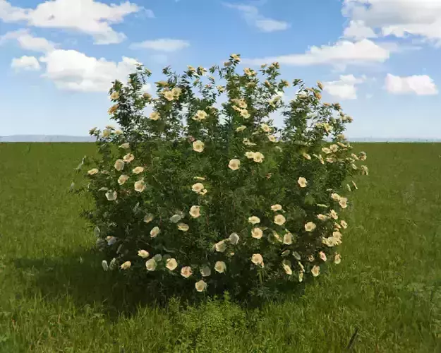 Potentilla Kathryn Dykes