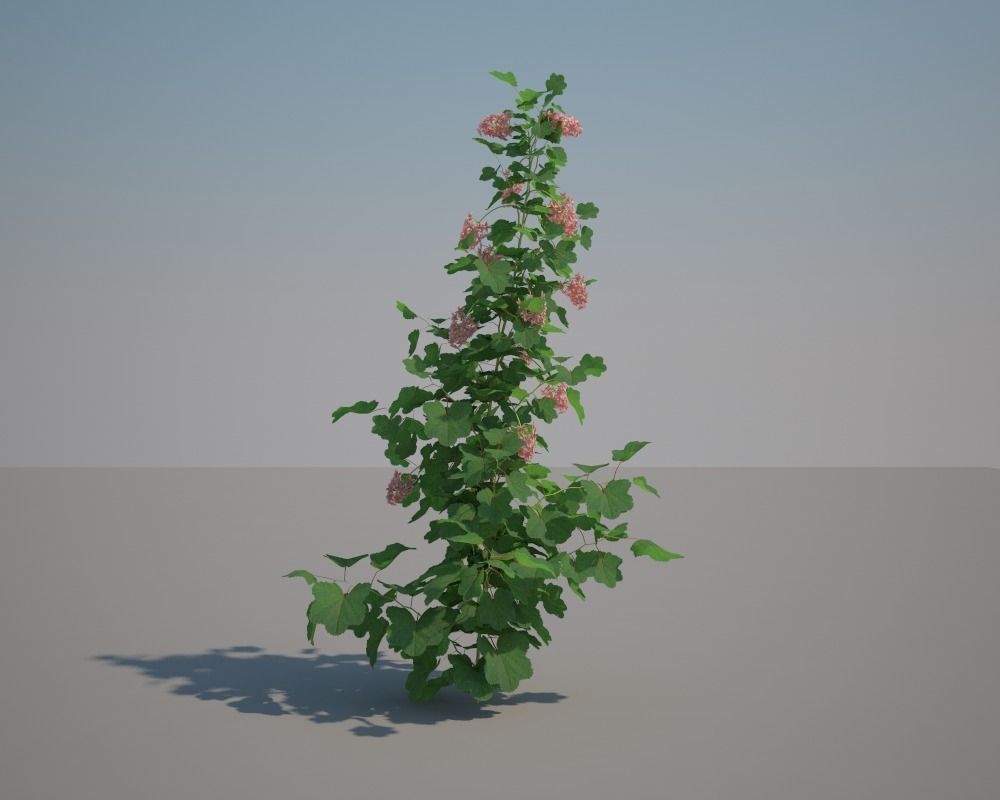 Sierra Currant 3D model_2