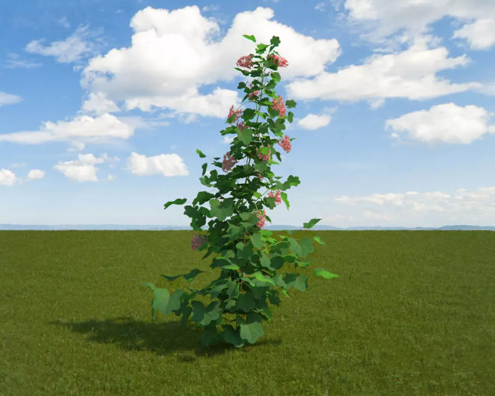 Sierra Currant 3D model_0