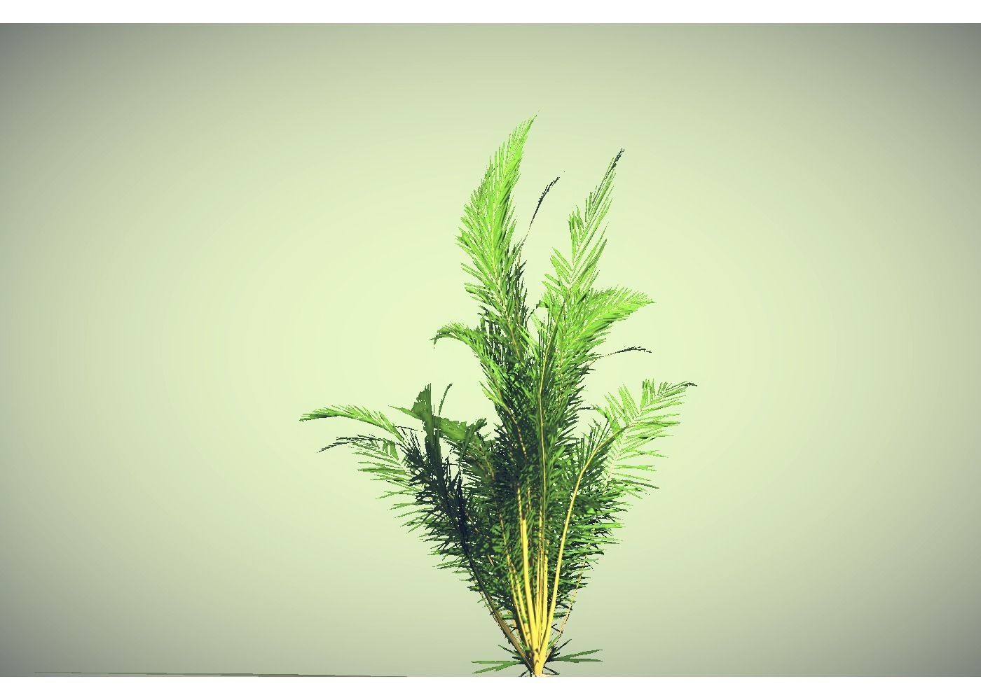 low poly tropical shrub Low-poly 3D model_1