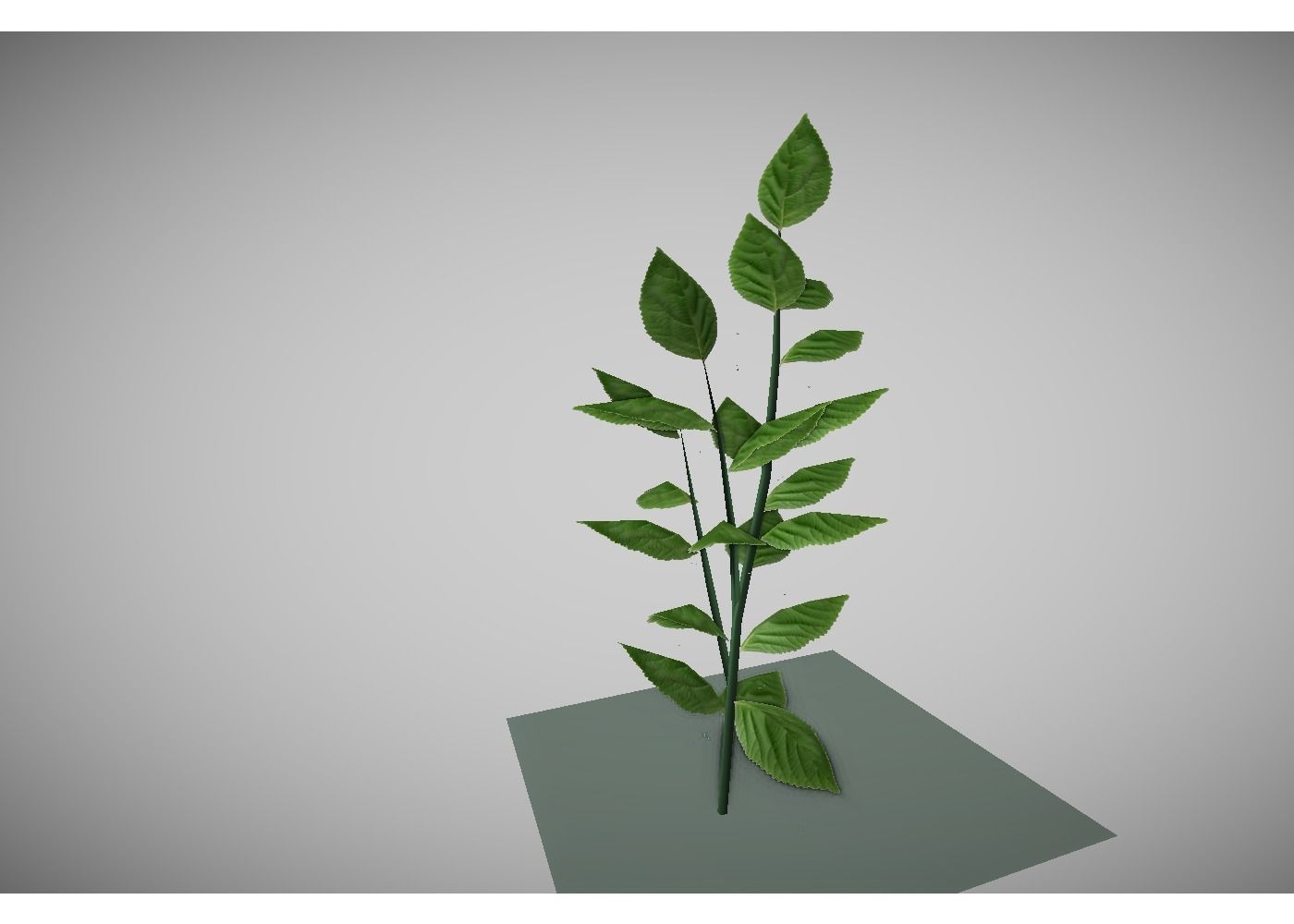 low poly meadow plant 3D model_1