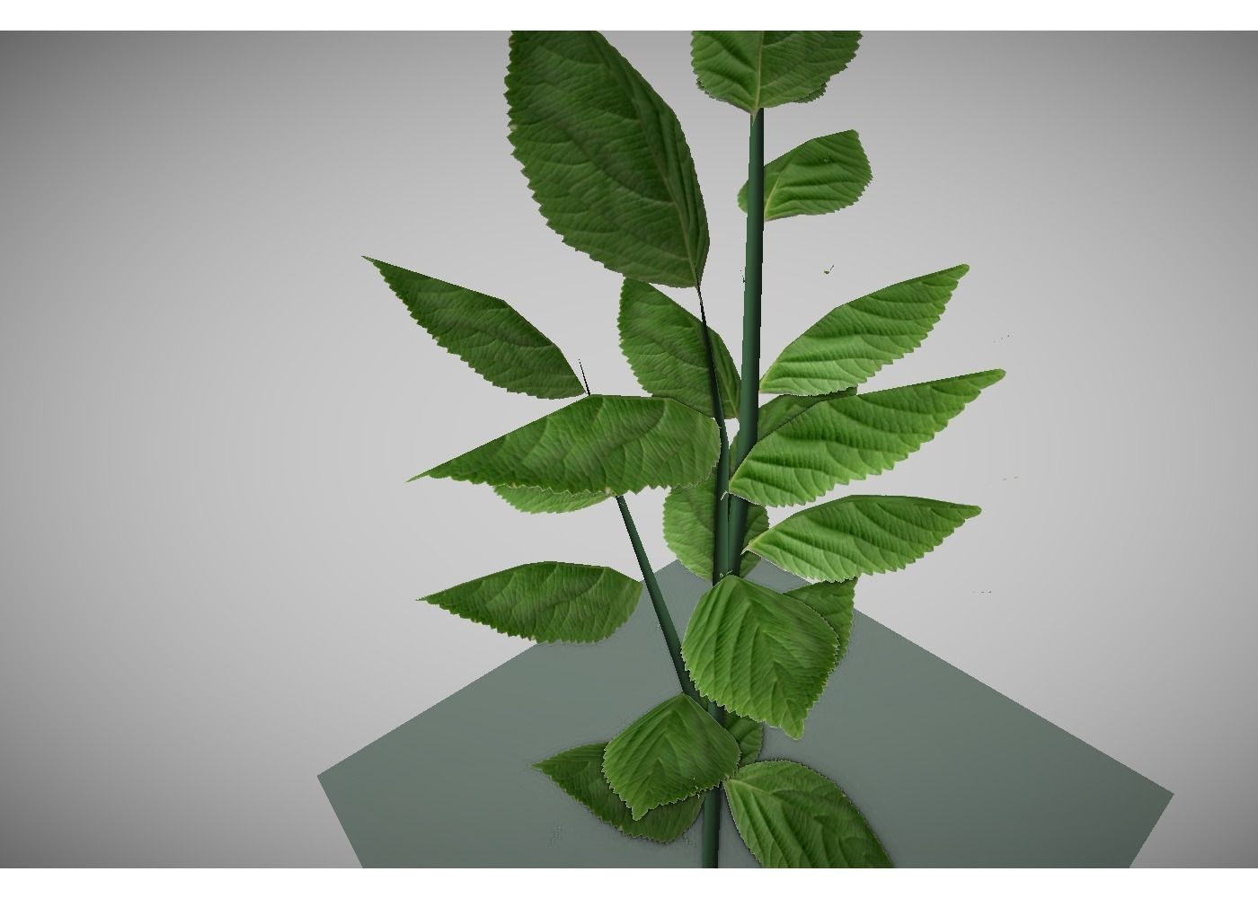 low poly meadow plant 3D model_4