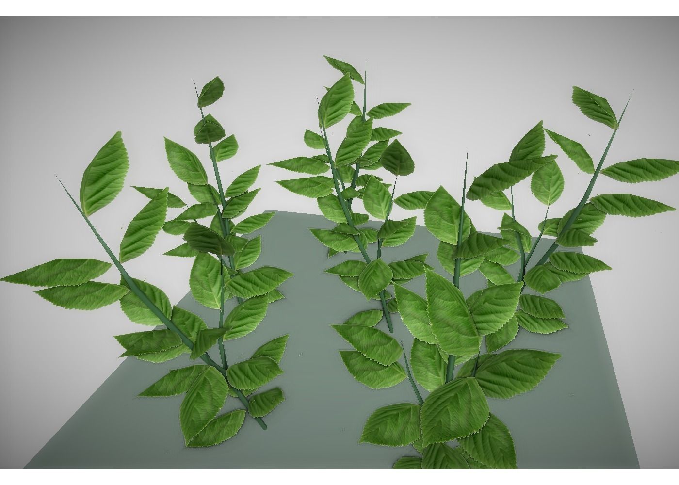 low poly meadow plant 3D model_6