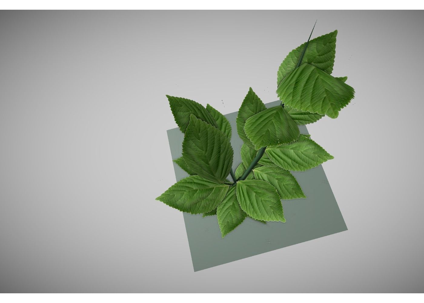 low poly meadow plant 3D model_2