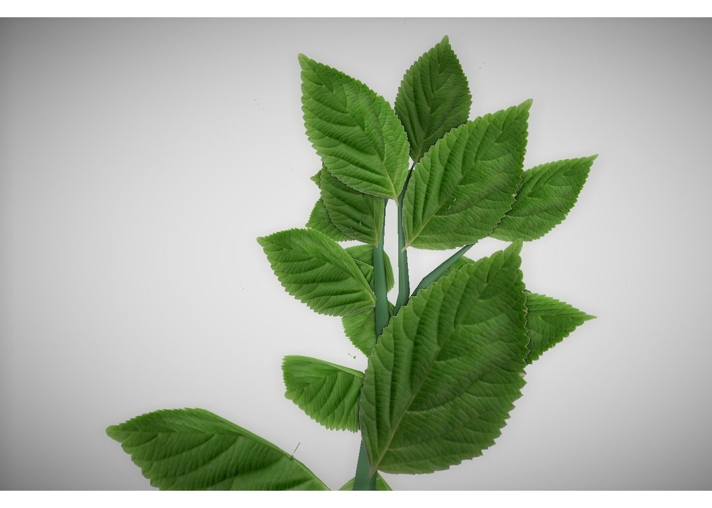 low poly meadow plant 3D model_5