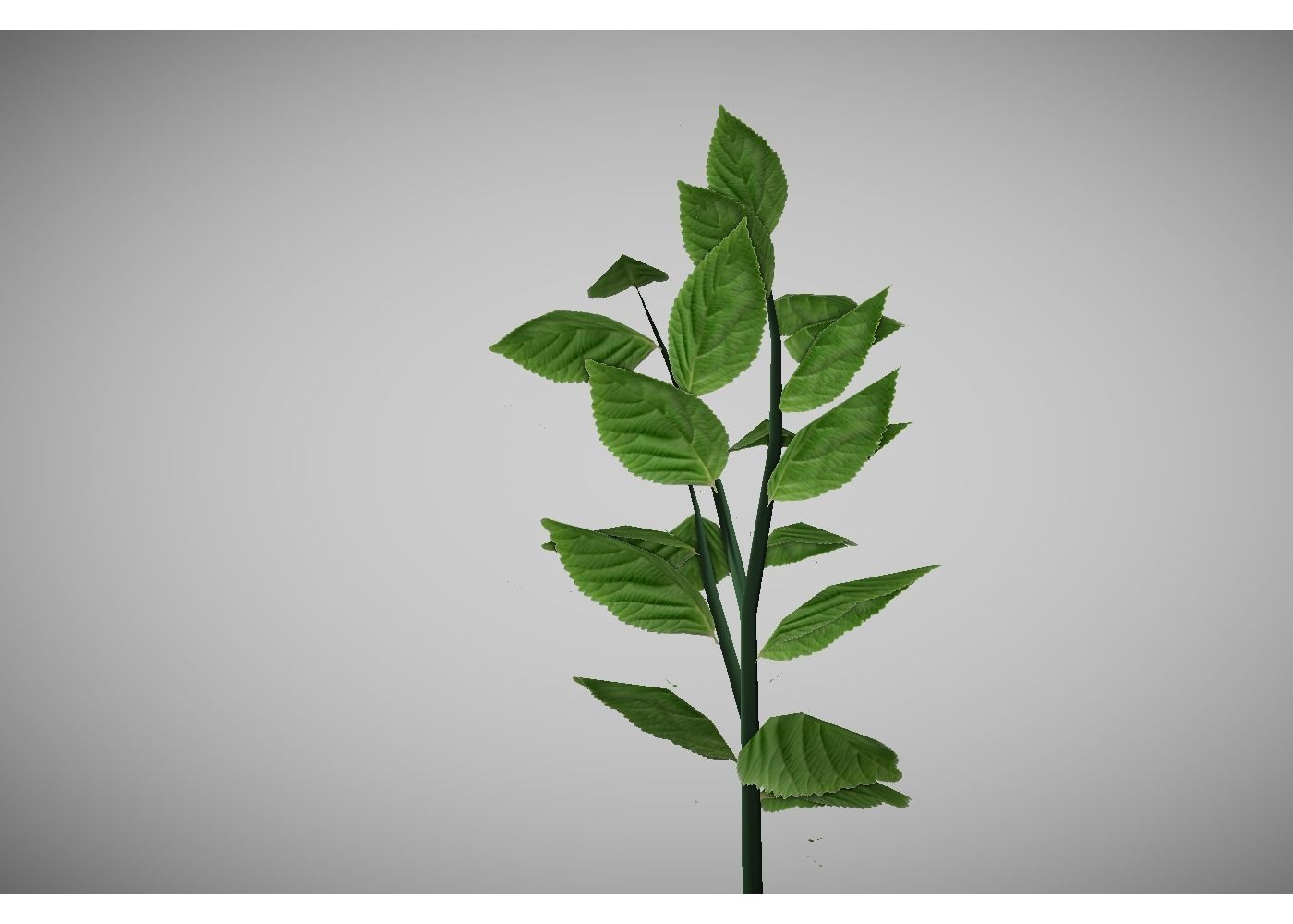 low poly meadow plant 3D model_0