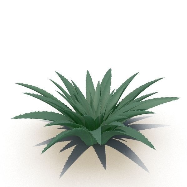 Aloe agave plant 3D model_4