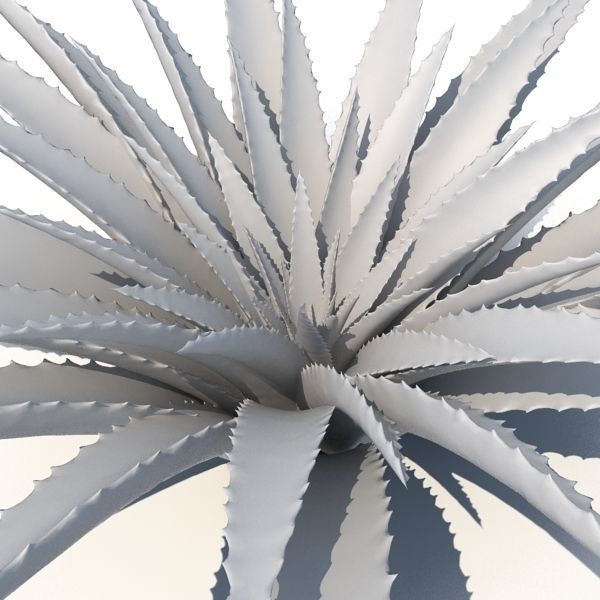 Aloe agave plant 3D model_8