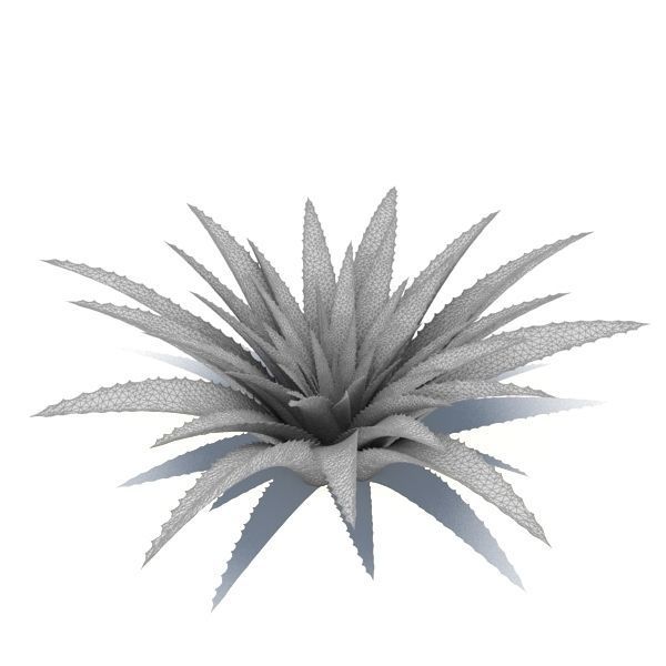Aloe agave plant 3D model_1
