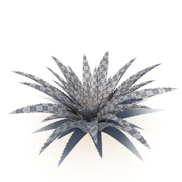 Aloe agave plant 3D model_3