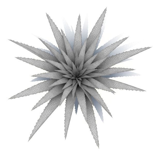 Aloe agave plant 3D model_5