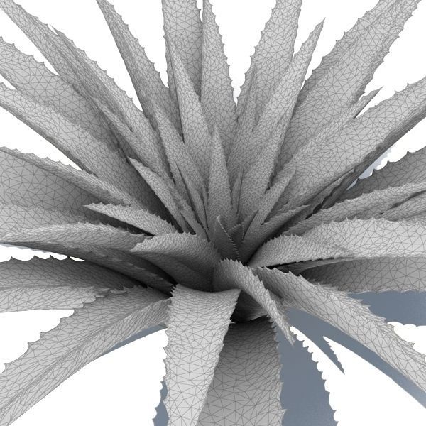 Aloe agave plant 3D model_2