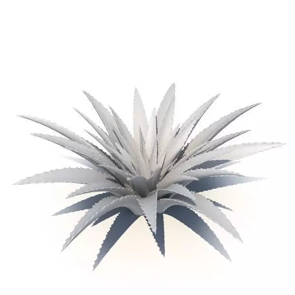 Aloe agave plant 3D model_0