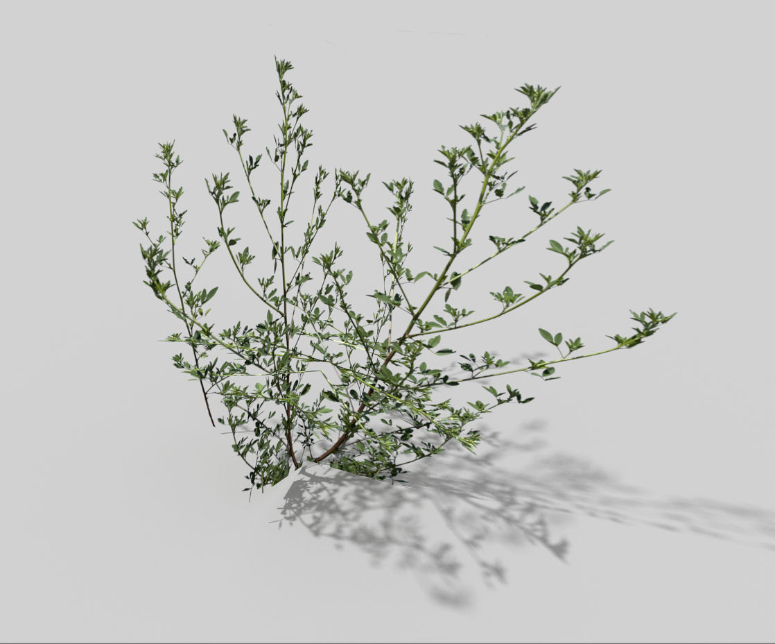 low poly grass pack Low-poly 3D model_1