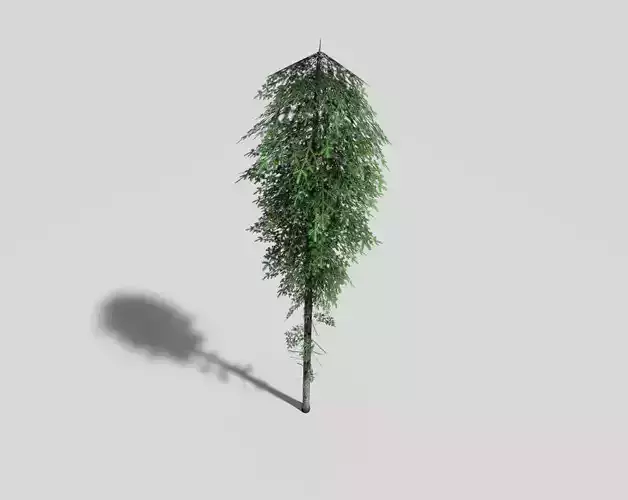 low poly spruce fir tree Low-poly 3D model
