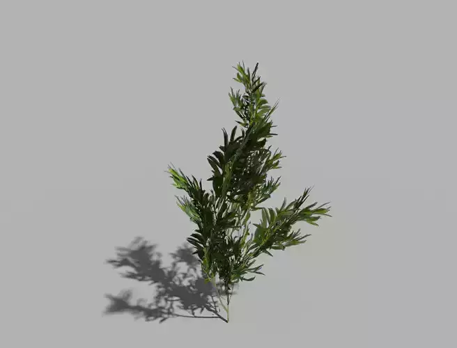 low poly shrub plant Low-poly 3D model