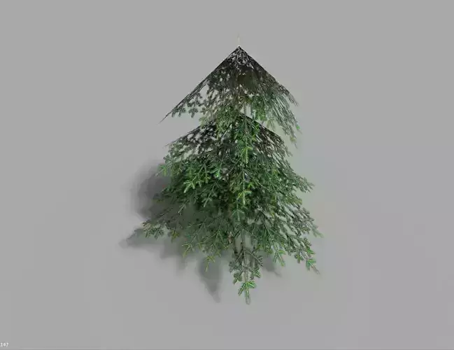 low poly small spruce Low-poly 3D model